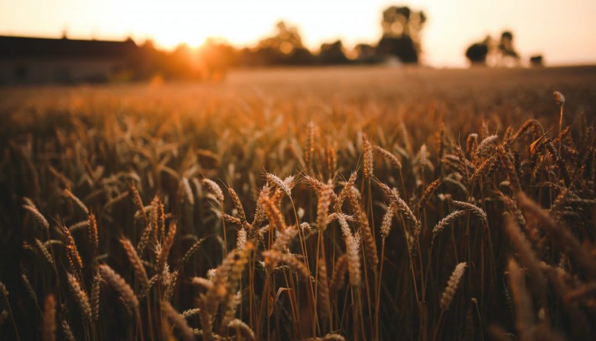 sunset-field-of-grain-5980