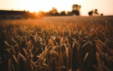 sunset-field-of-grain-5980