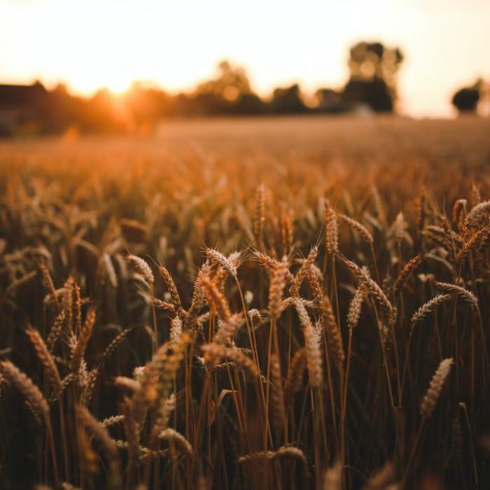 sunset-field-of-grain-5980