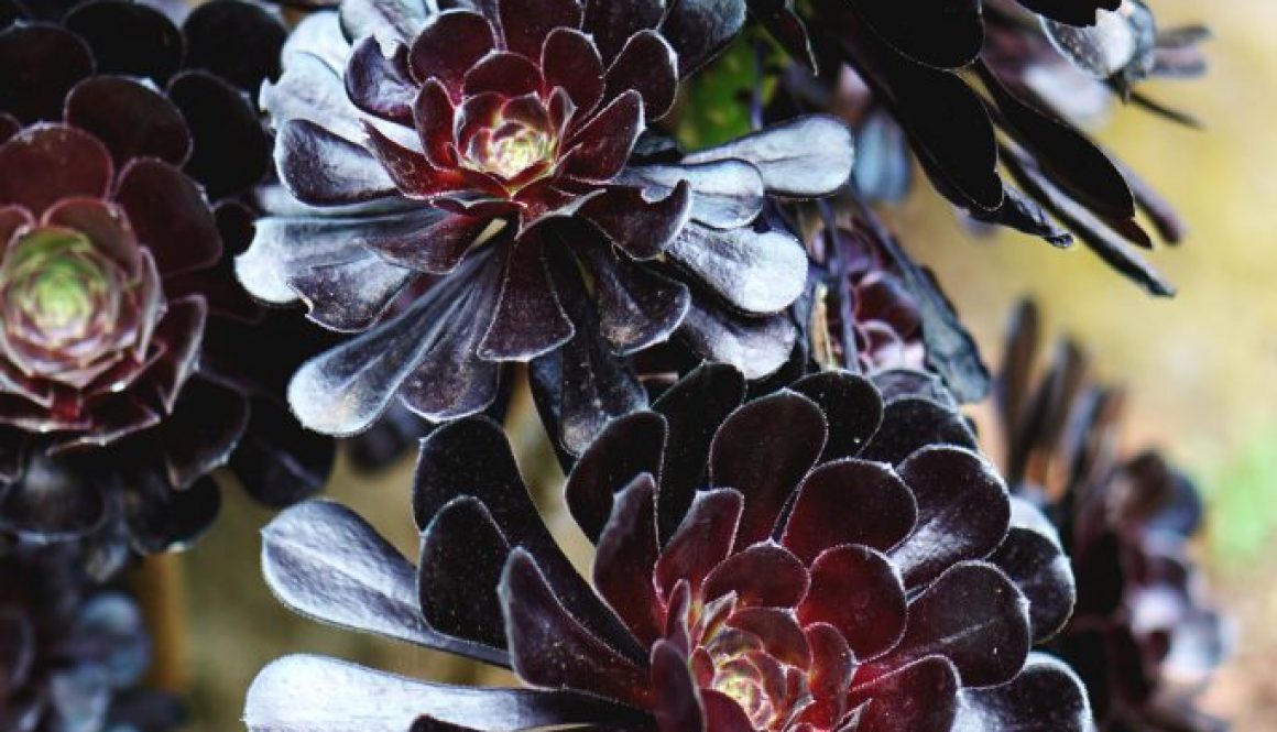 close-up-photo-of-black-petaled-flowers-2583669