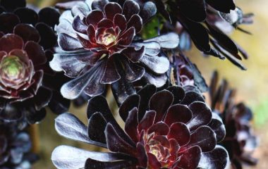 close-up-photo-of-black-petaled-flowers-2583669