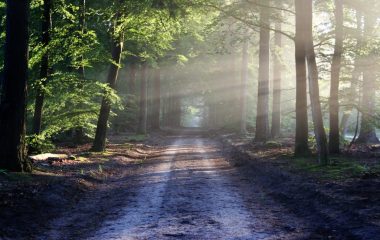 light-road-landscape-nature-35600
