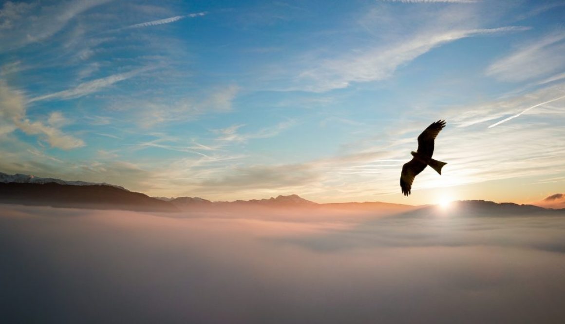 silhouette-of-bird-above-clouds-755385