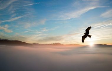 silhouette-of-bird-above-clouds-755385